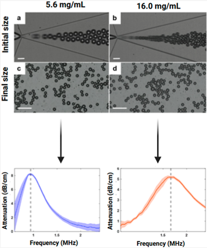 Ultrasound characterization of microbubbles