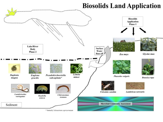 Illustrated diagram depicting biosolids land application