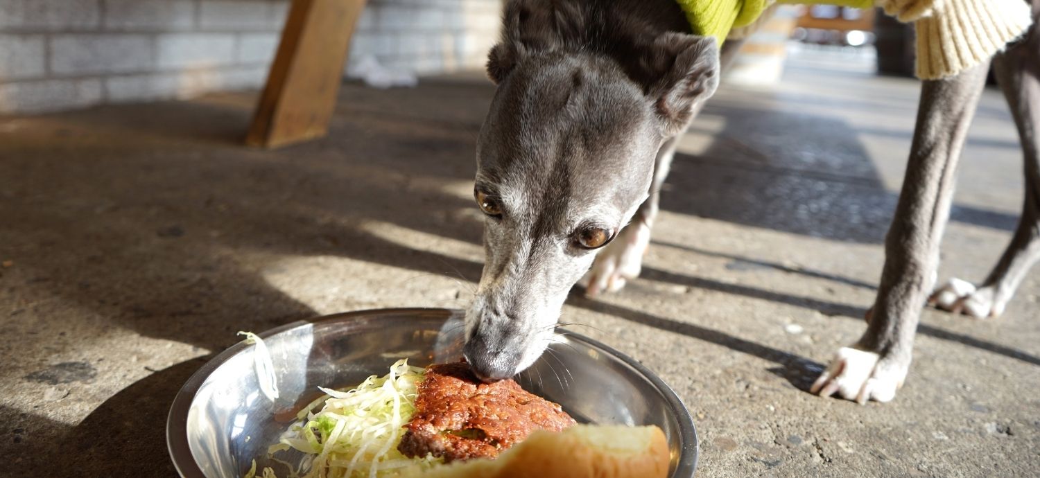 TMU research shows how dog menus are giving restaurants a leg up