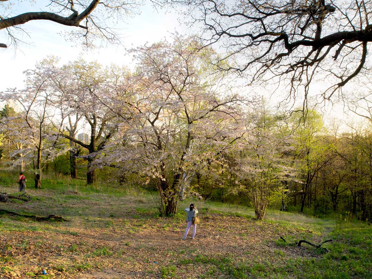 Cherry Tree, High Park, 2013