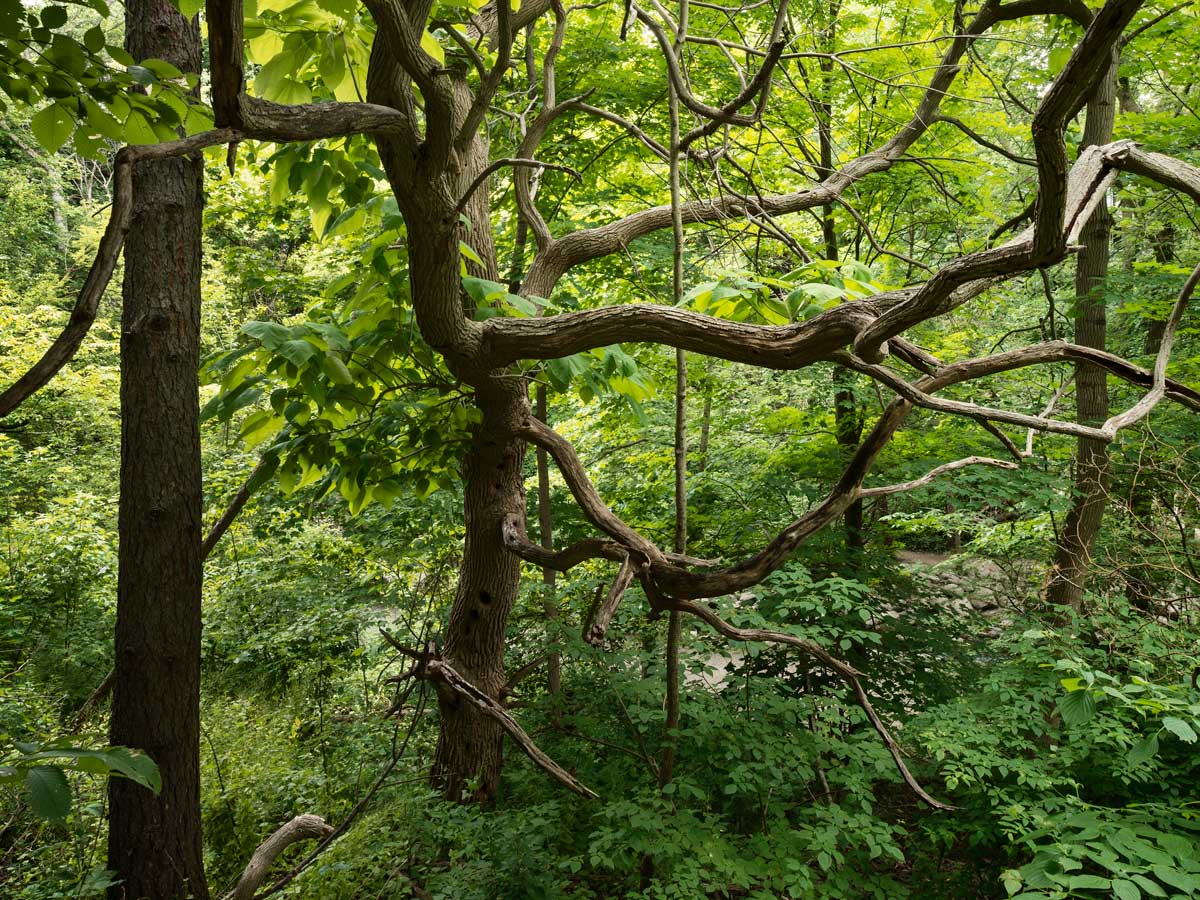 Catalpa Tree, Sunnydene Park, 2016