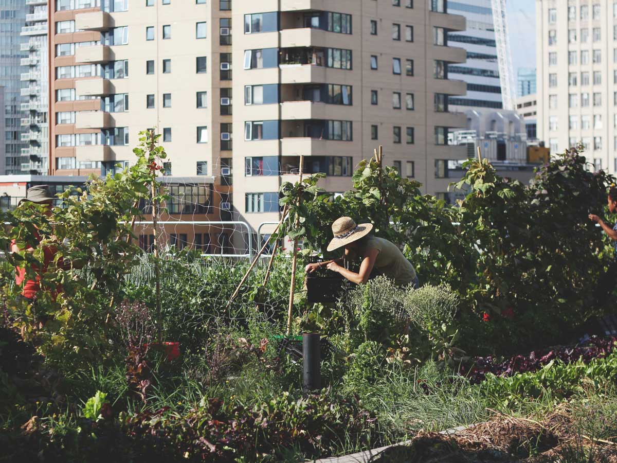 Person working on the rooftop garden