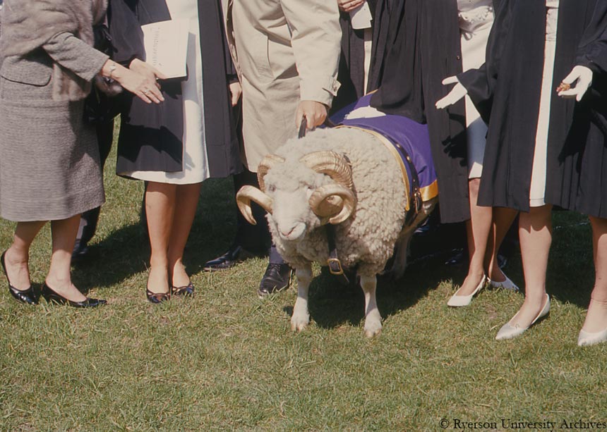 Eggy the real ram at convocation in the 1960s