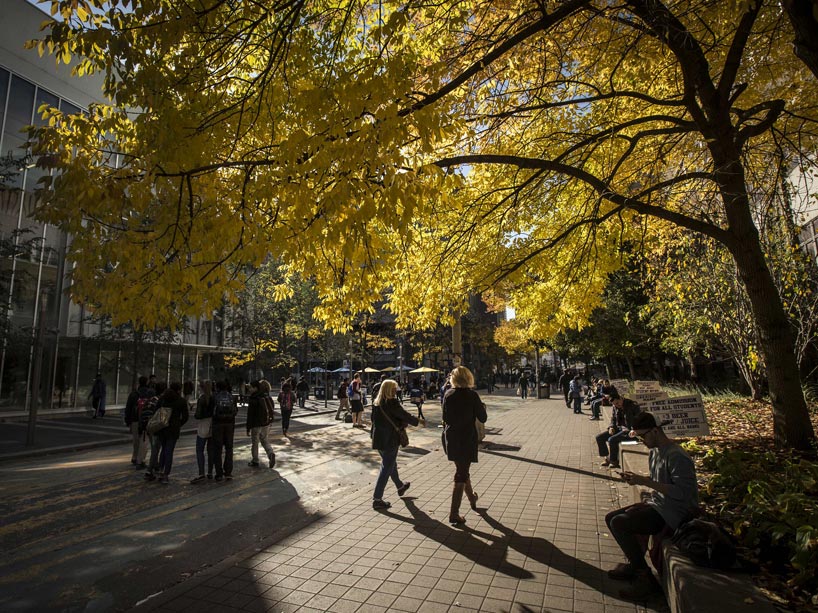 People walking along Gould Street under a large tree with yellow leaves