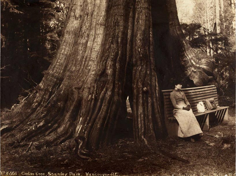 A lady wearing an ankle-length, plaid, 1890s coat, hat and gloves sits on a wooden park bench with two bags at the base of a giant cedar tree