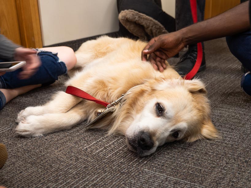 A dog lying on its side while students pet it
