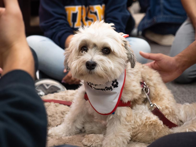 A dog peers into the camera while a student pets it