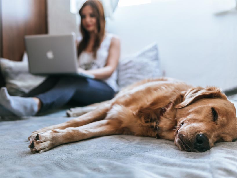 A woman sits on the floor, leaning against the wall working on her laptop while a dog sleeps nearby