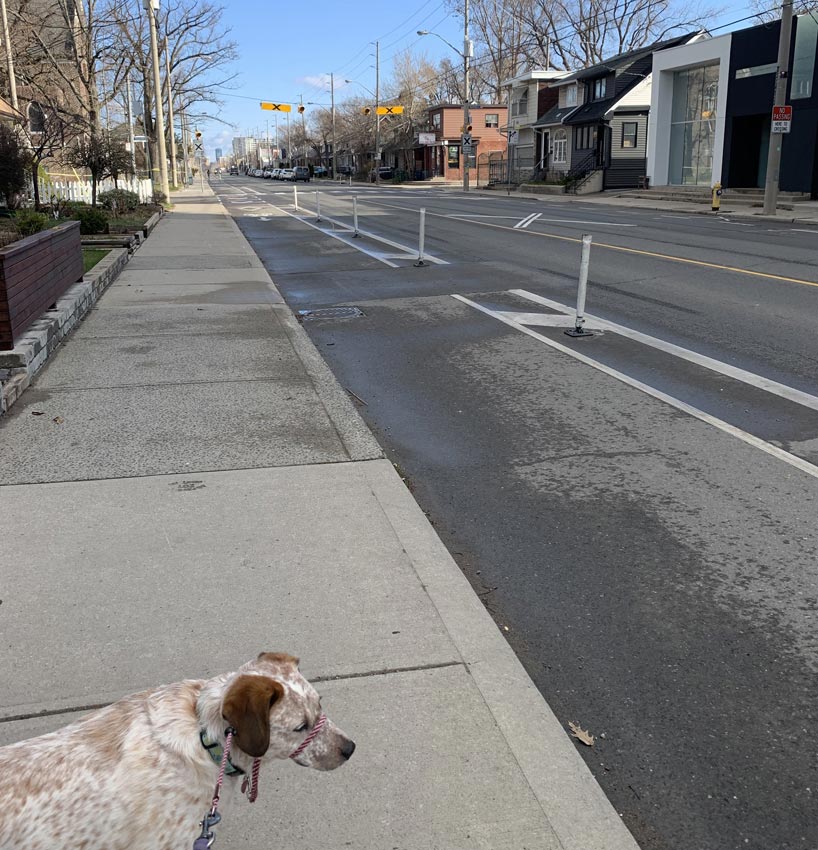 A dog on an empty street on a sunny day