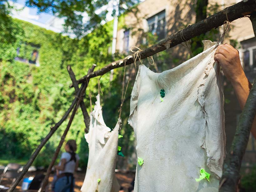 Two hides during the hide tanning process on the university campus.