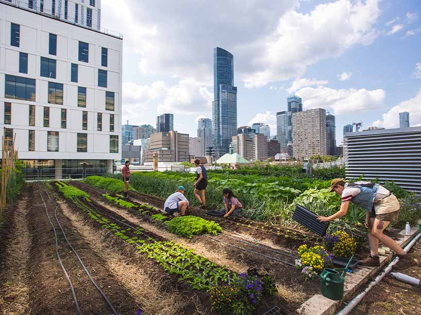 People working on the Urban Farm on the top of the ENG building.
