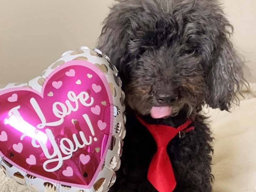 Student Shannon Heron’s dog, Maxwell, centre, wears a red tie, and is sitting next to a heart-shaped balloon that says “I love you”.