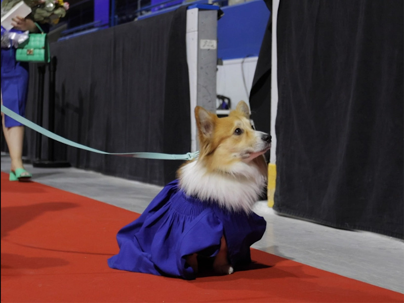 A dog on a leash wearing a graduation gown. 