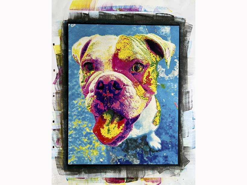 A photograph of a dog exposed in cyan, magenta, yellow and key (black).