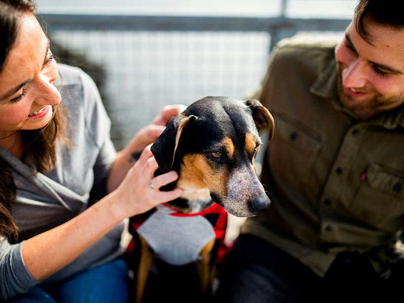 Two people petting a dog.