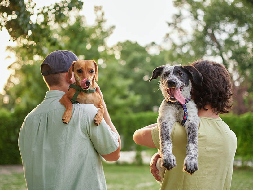 Two people with their backs to the camera, both with dogs on their shoulder