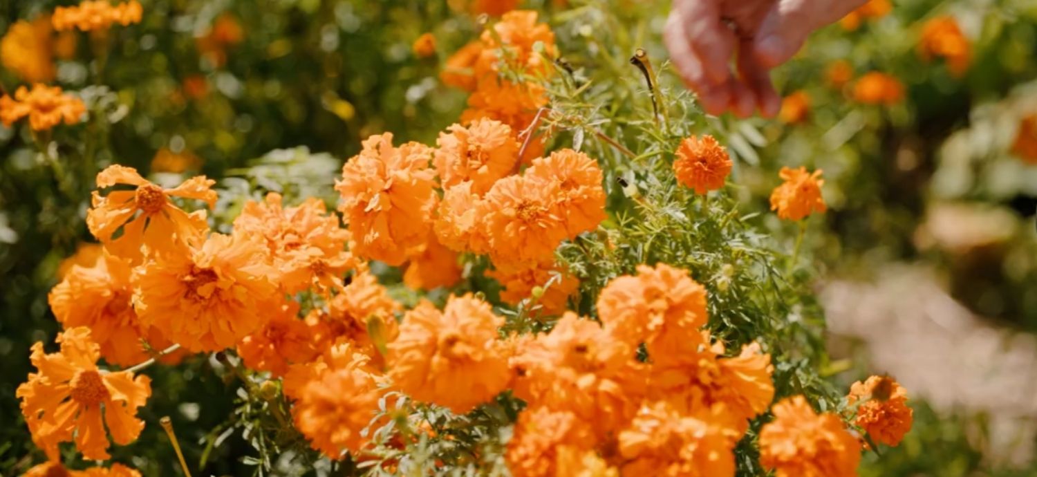 Brightly coloured orange flowers in full bloom.