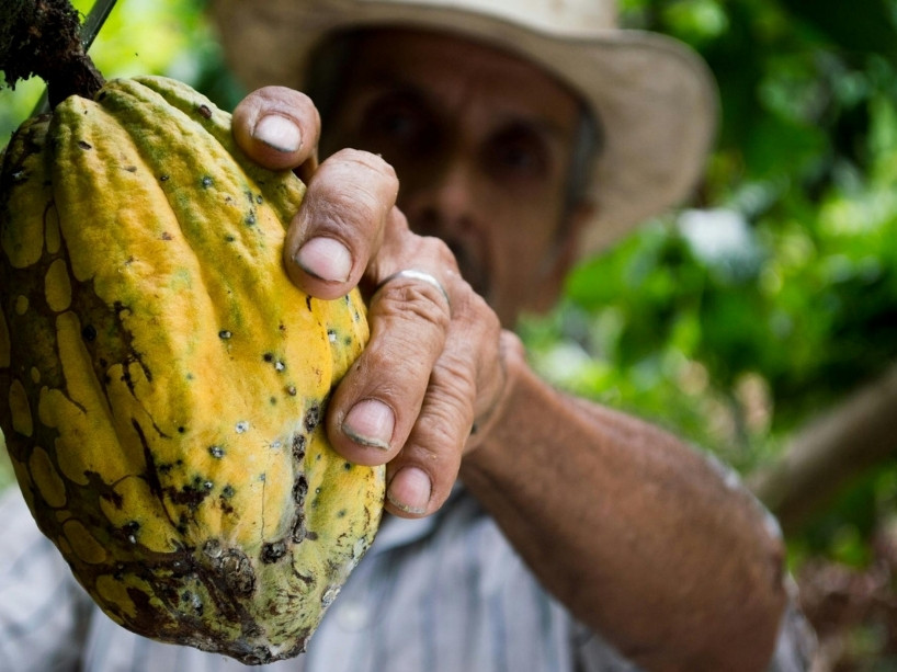 A farmer picking a yellow cocoa fruit from a tree which contains the cocoa seeds used to make chocolate.