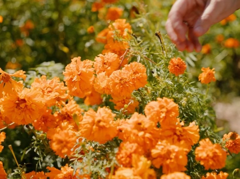 Close up photo of marigold flowers.