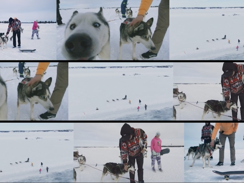 Various images in a grid showing skateboarders with sled dogs in the snow. 