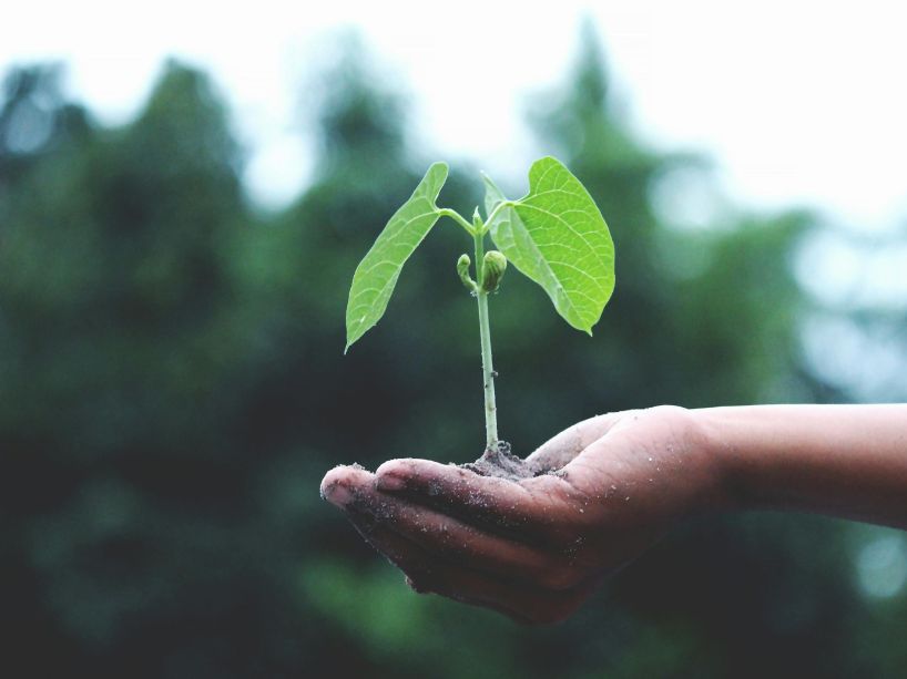 A young plant with green leaves sprouts from soil held in an open palm against a blurred green background.