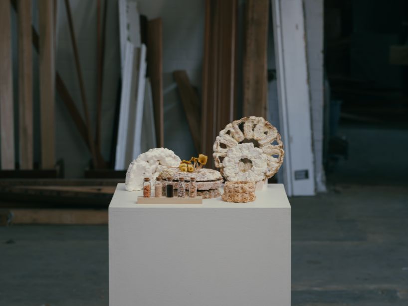 May 29 web stories - growth-mycelium-prints-dilara-cengiz