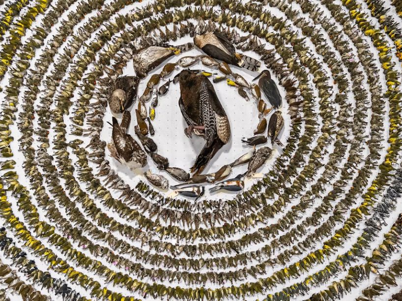 Thousands of birds killed by collisions with glass. 