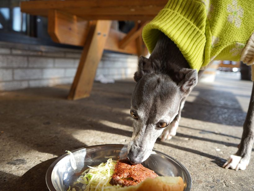 Dog wearing a sweater eats a hamburger on a restaurant patio