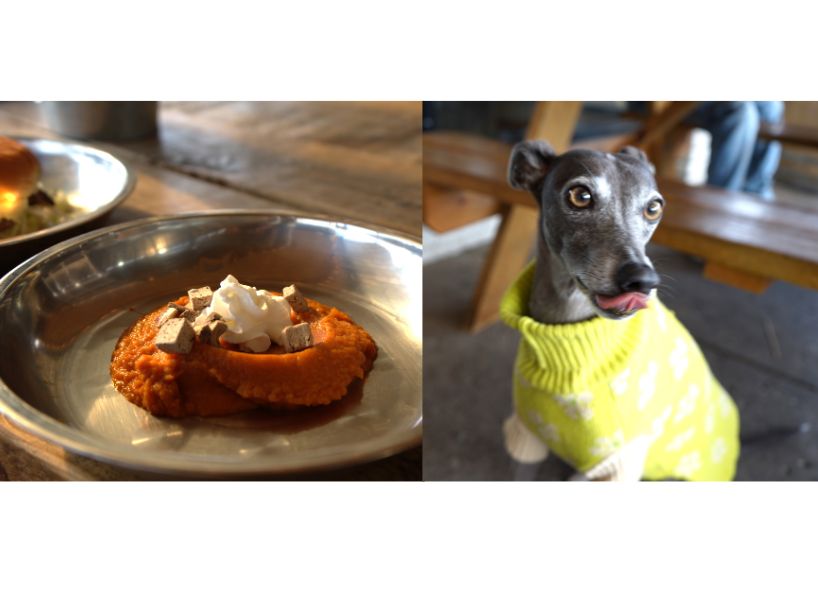 Aug 27 web stories - tmu-research-shows-how-dog-menus-are-giving-restaurants-a-leg-up-3