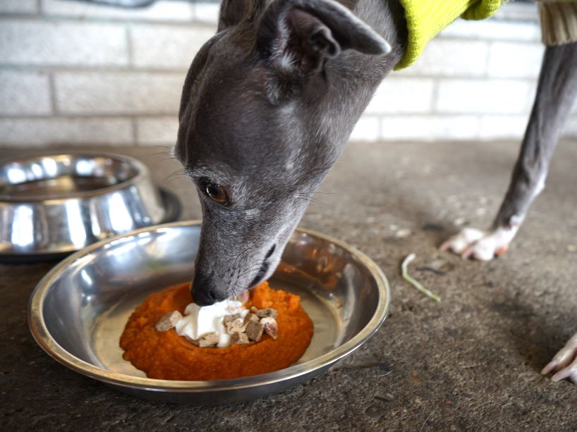 Aug 27 web stories - tmu-research-shows-how-dog-menus-are-giving-restaurants-a-leg-up-4