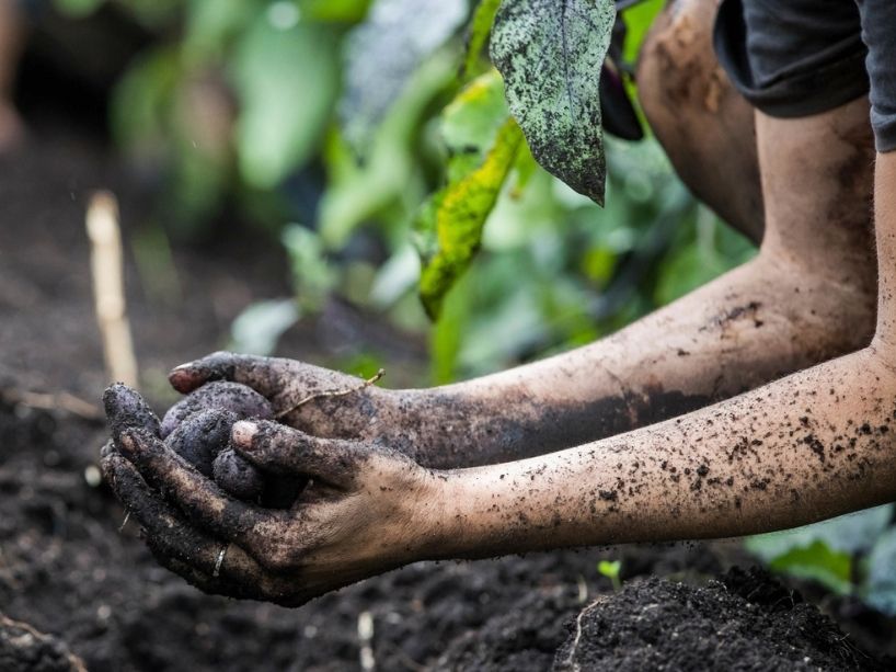 Gloved hands in dark soil, with one hand holding another gloved fistful of earth near a garden bed, showing dirt-covered forearms and green plants in the background.