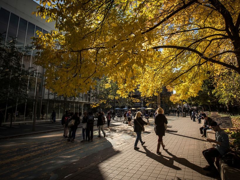 A walkway lined with tall trees showing bright yellow autumn leaves, with students walking and sitting along the path beside modern buildings.