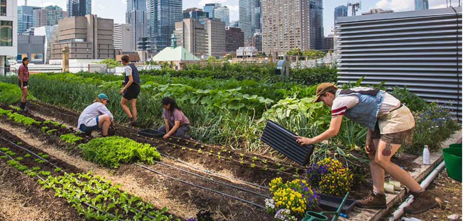 TMU Urban Farms 