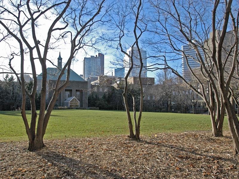 Trees without leaves in the Ryerson Quad