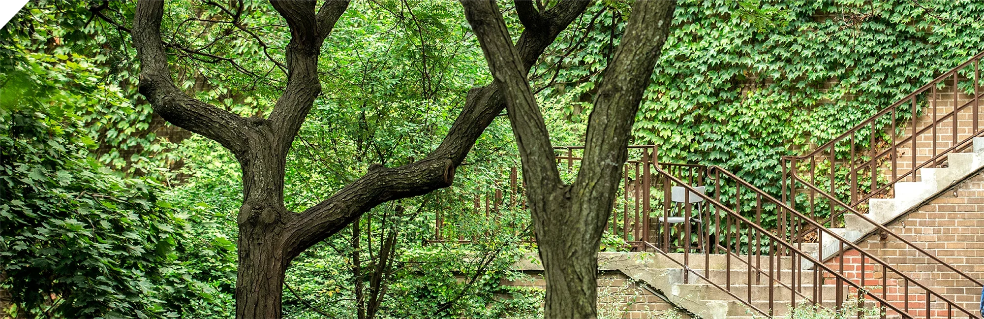 Ivy-covered brick building on TMU campus.
