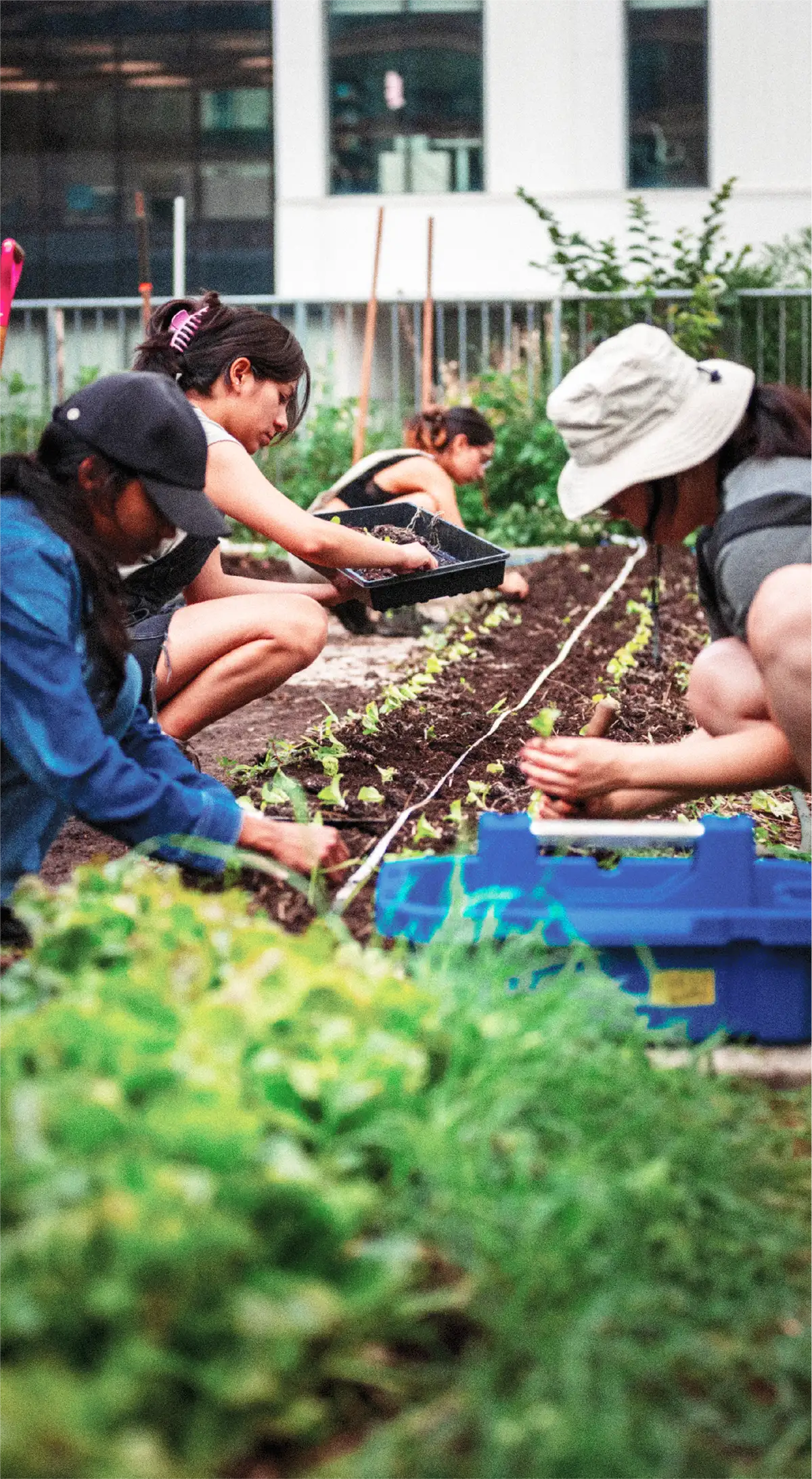 Four young women planting outdoors along a row of soil with greenery in the forefront.