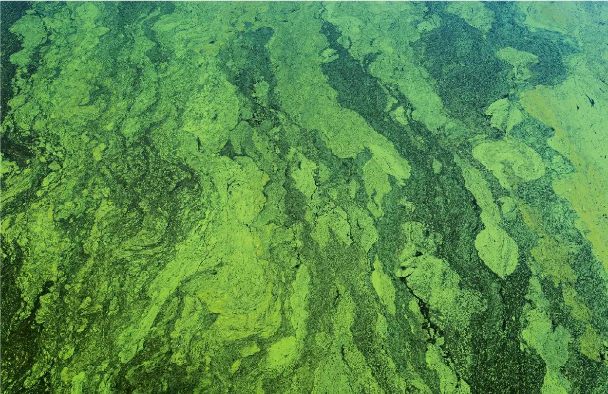 Fluorescent green cynaobacterial blooms on a black background.
