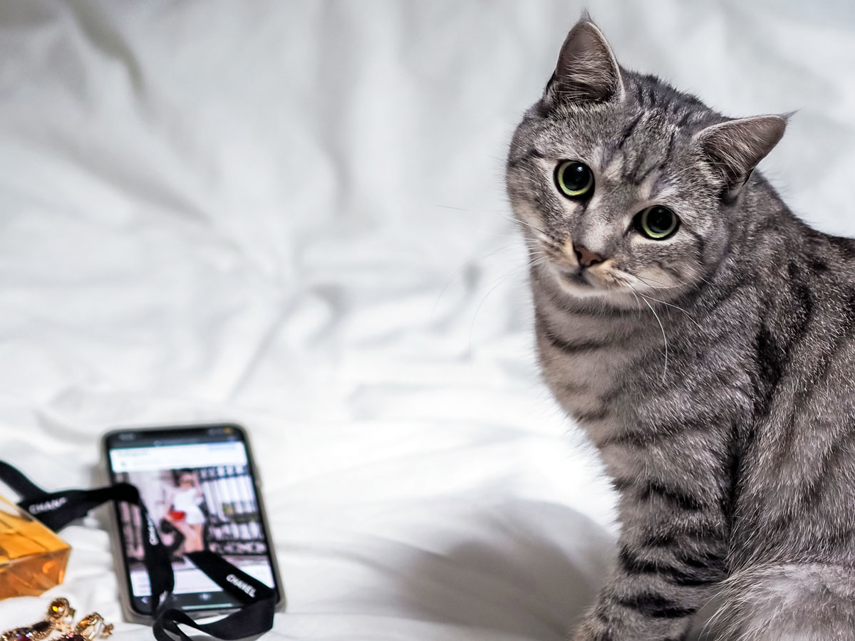 A grey tabby cat beside a phone displaying a blurry social media post of a woman. A black ribbon lies across the phone and earrings that are gold with red and gold rhinestones are beside it.
