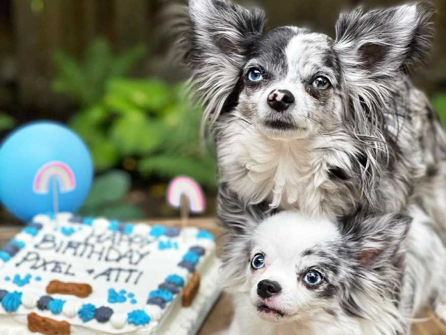 Black and white chihuahuas next to a birthday cake decorated in white and blue icing that reads Happy Birthday Pixel and Atti. A blue balloon and green bushes are in the background.