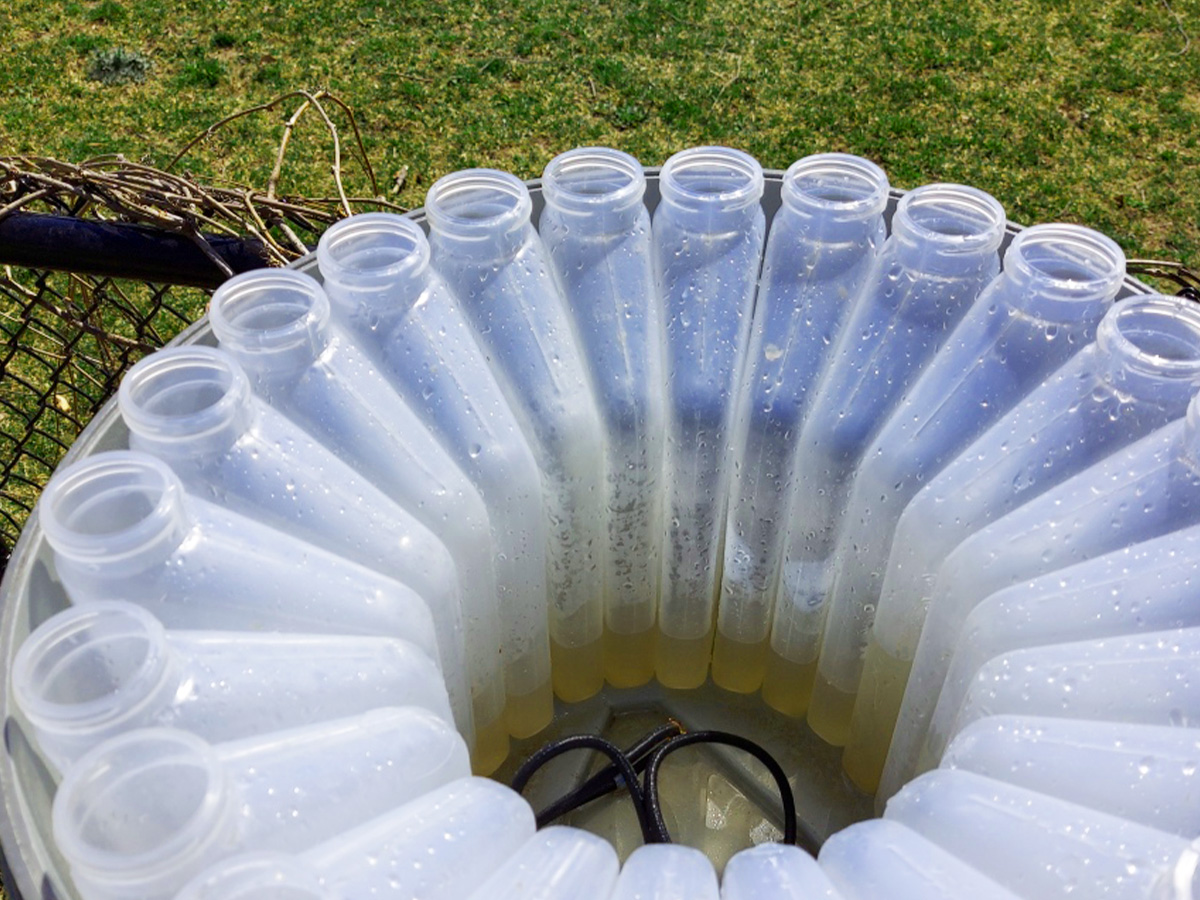 Several white, clear containers with some liquid in them are in a circle against a background of grass and sticks. 