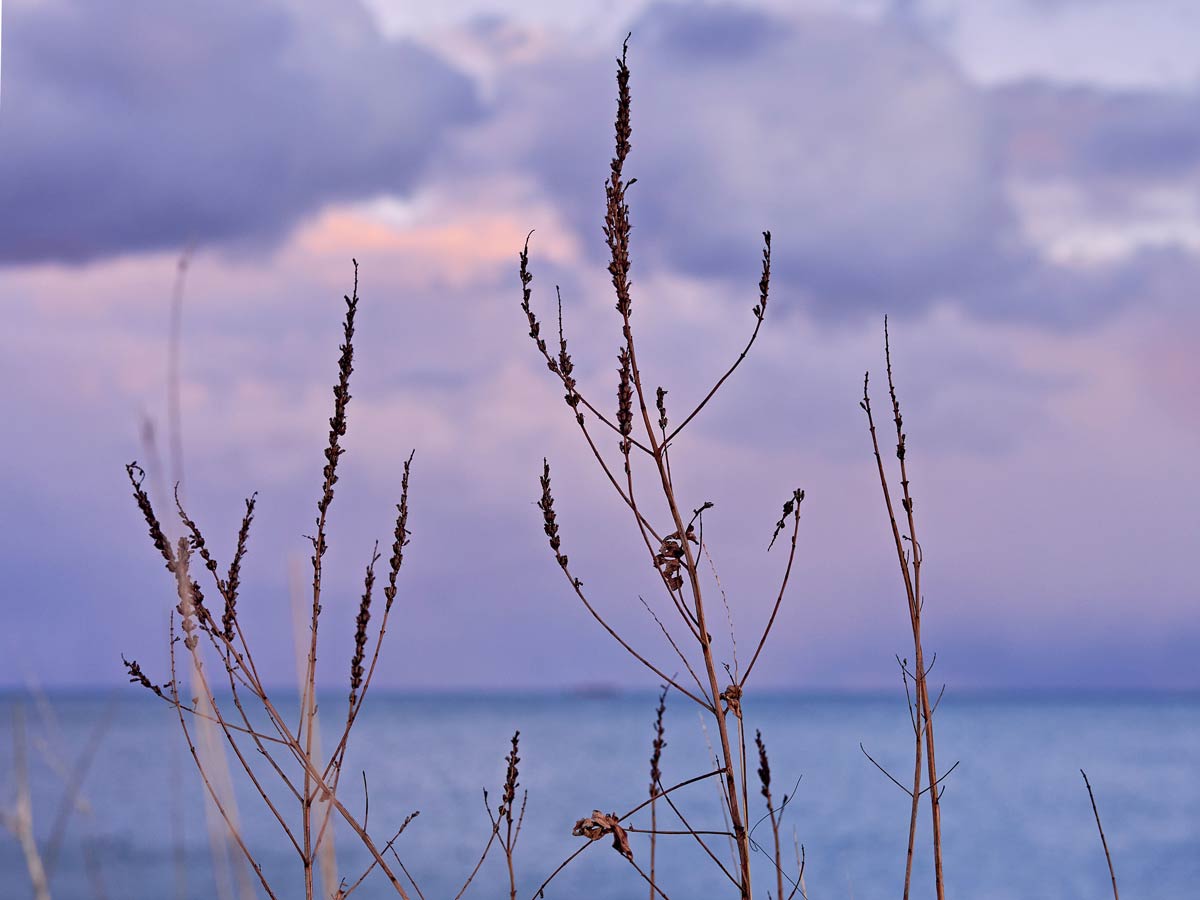In the foreground are dried stalks of tall grass with the blue of lake water and a purple-tinted cloudy sky in the background. 
