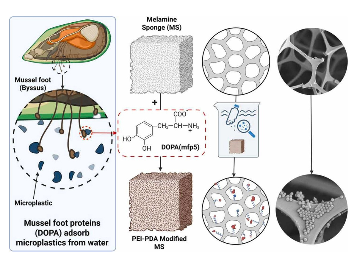  An illustration of the adhesive proteins found in mussel feet combined with a melanine sponge. Inside the sponge pores, the proteins capture microplastics from a dissolving bottle.