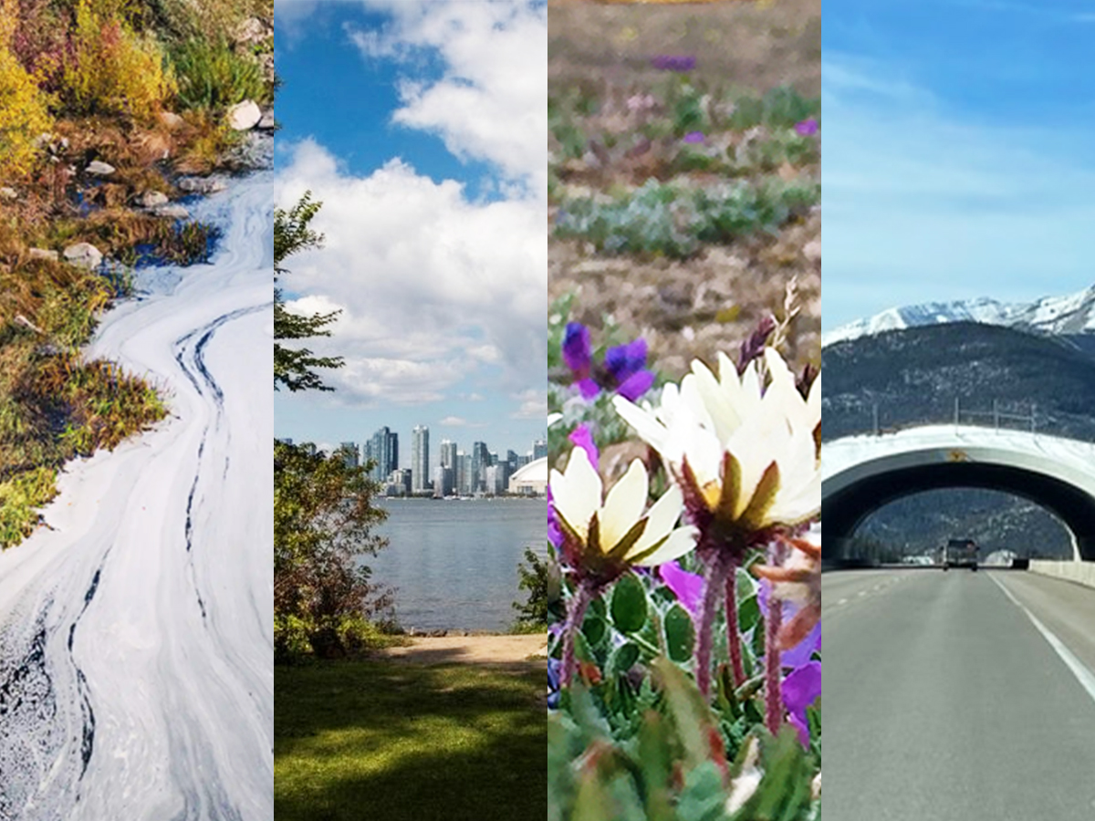 A composite image illustrating environmental challenges and solutions: water pollution, urban waterfront, biodiversity in wildflowers and a wildlife overpass on a mountain highway.