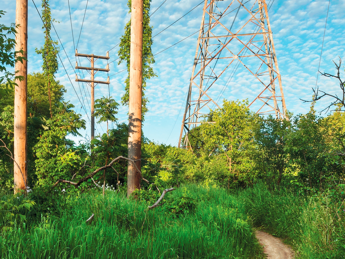 An overgrown hydro field with power lines, fallen branches, and a dirt path