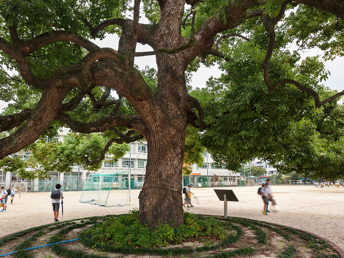 A large tree on Misasa Elementary School grounds, 1850 metres from the Hypocenter in Hiroshima, Japan