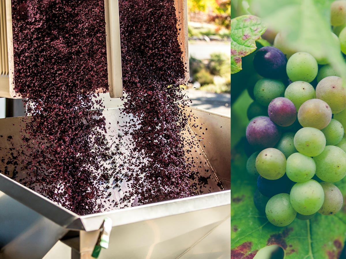 Grape skins being poured into a metal funnel next to a picture of grapes on the vine.