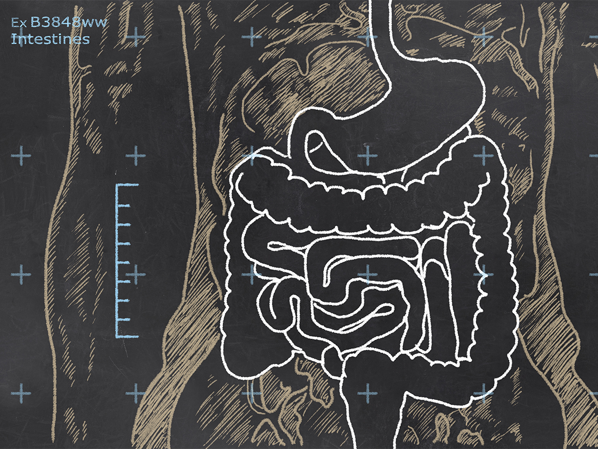 Intestines Sketch