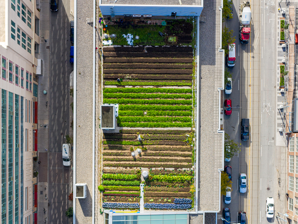 Overhead view of Ryerson's green roof