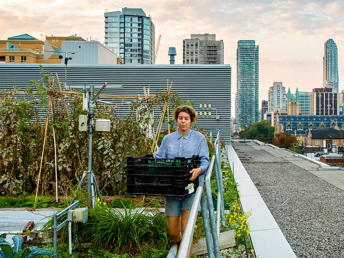 A woman carrying a box of produce on the Ryerson green roof