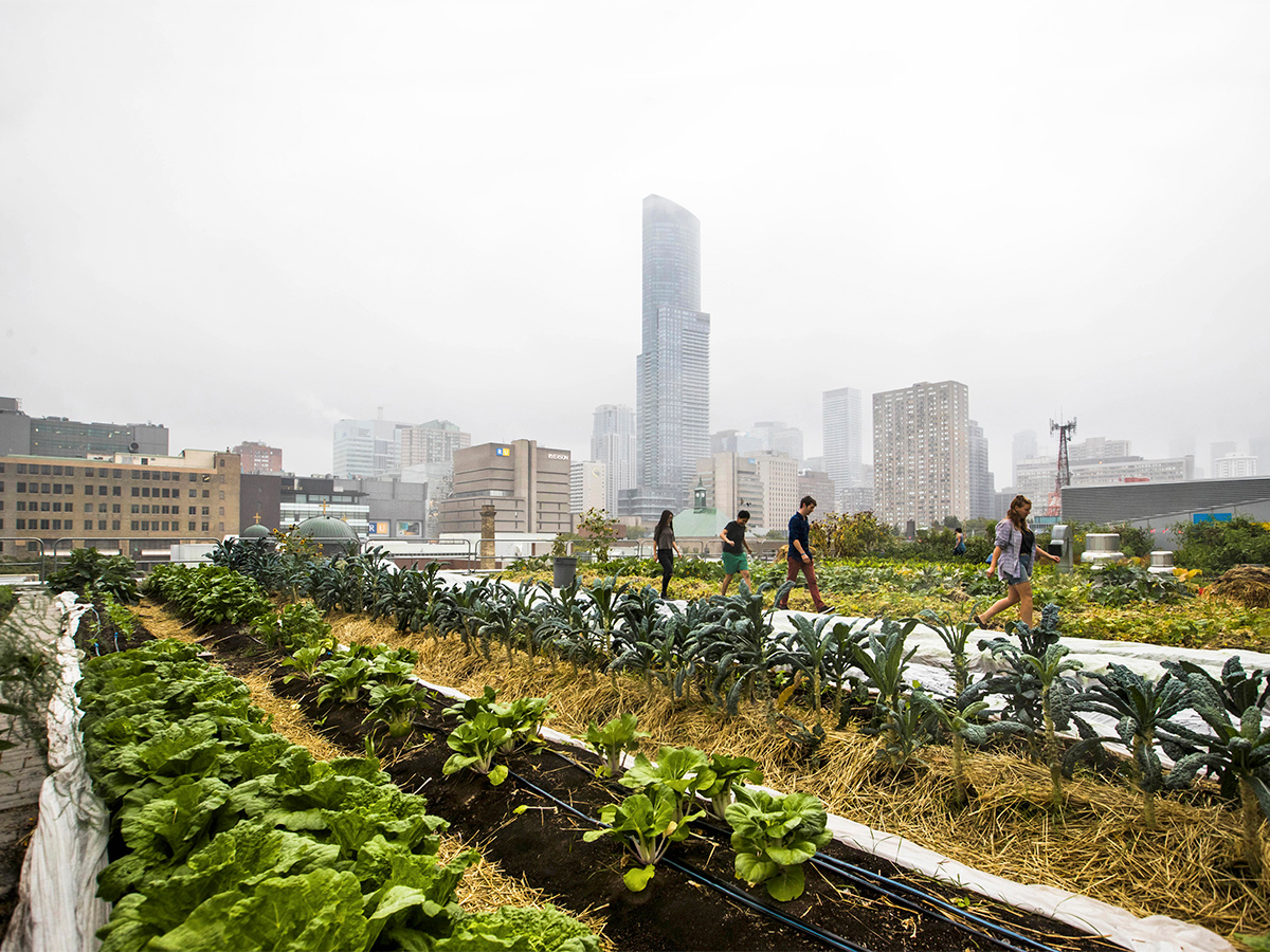 Individuals doing work on Ryerson's green roof